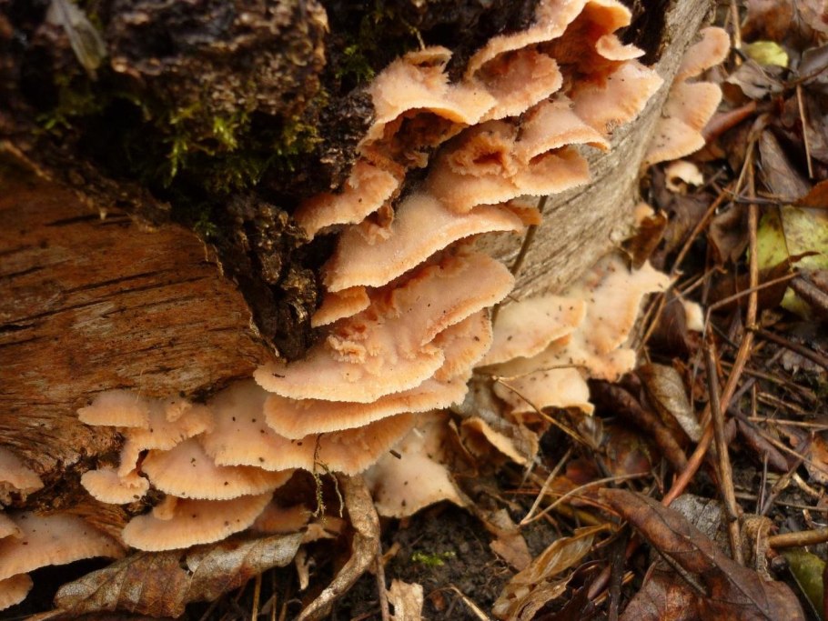 Грибы которые растут на пнях