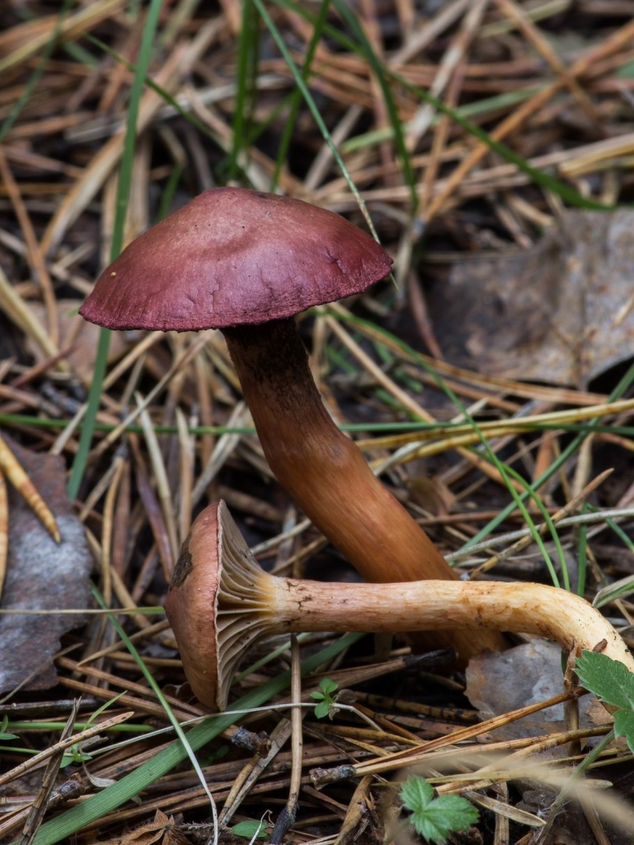 Мокруха пурпуровая