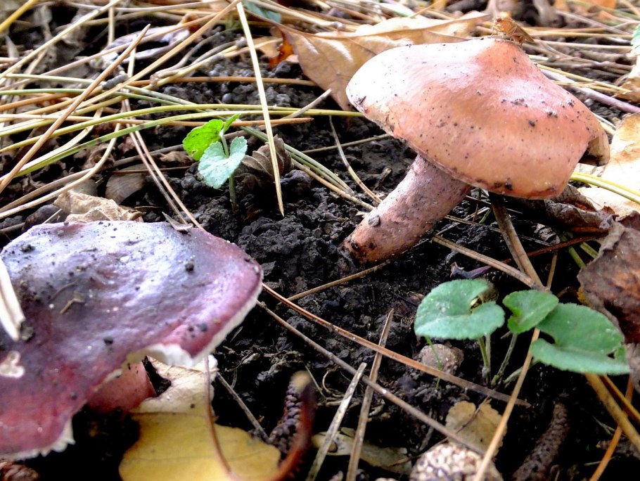 Гриб гигрофор красноватый