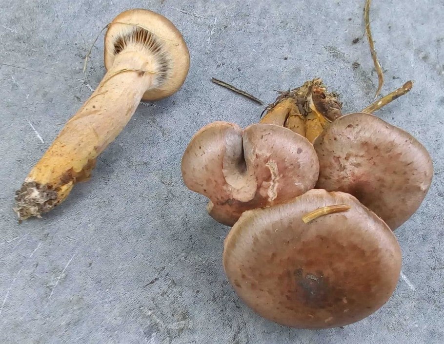 Гриб мокруха желтоногая