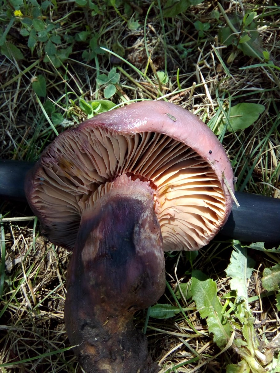 Мокруха пурпуровая (Chroogomphus rutilus)