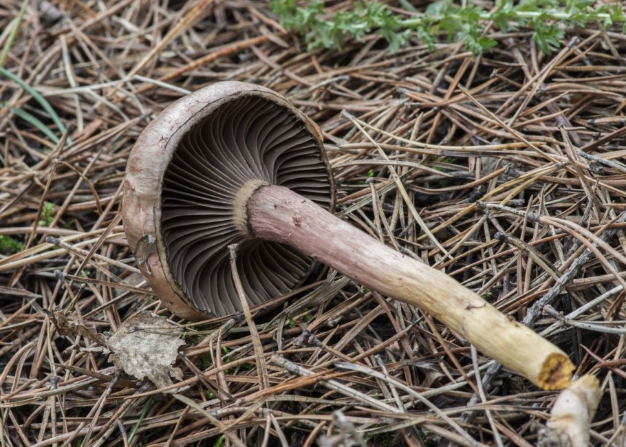 Мокруха пурпуровая (Chroogomphus rutilus)
