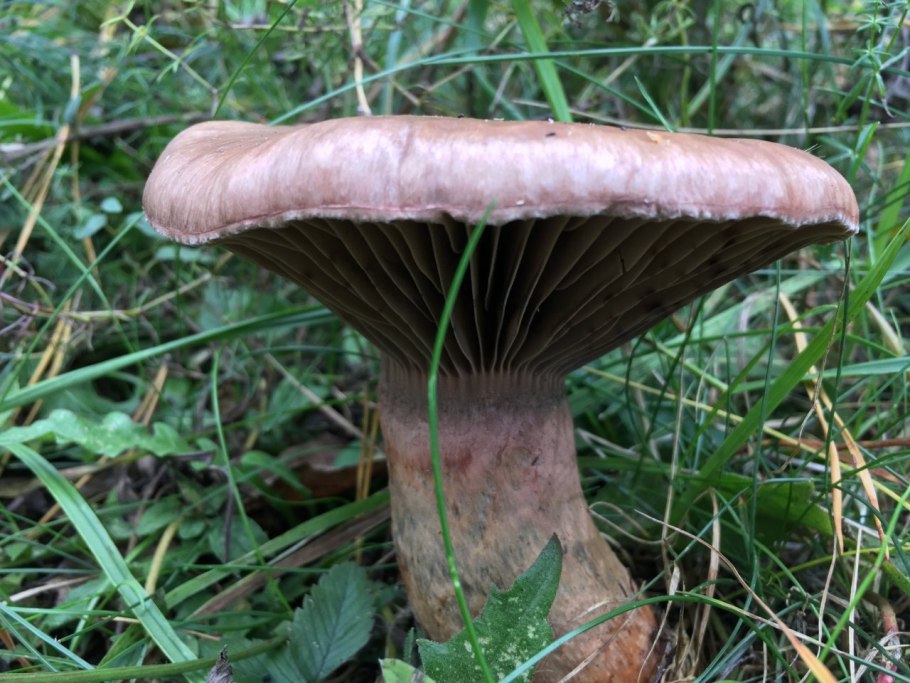 Мокруха пурпуровая (Chroogomphus rutilus)