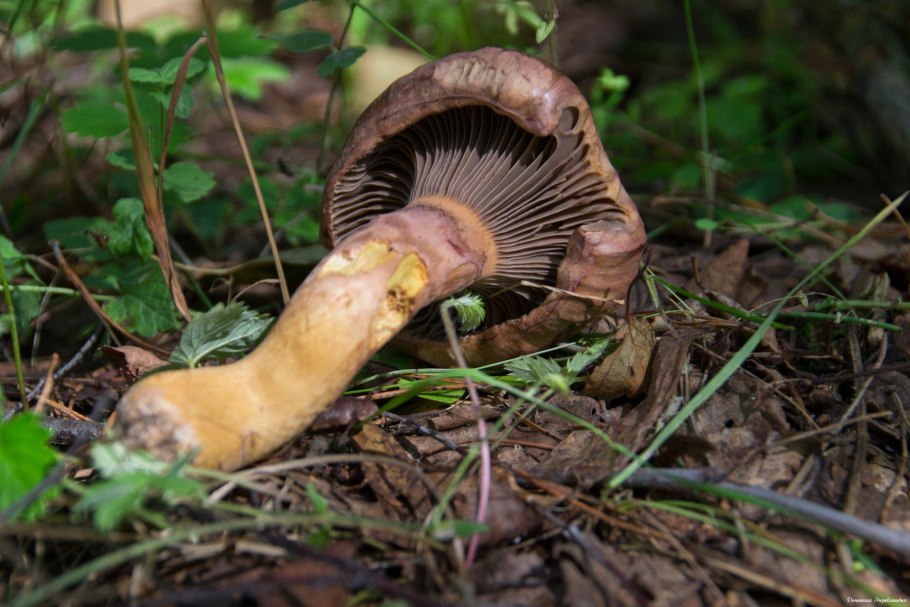 Мокруха пурпуровая (Chroogomphus rutilus)