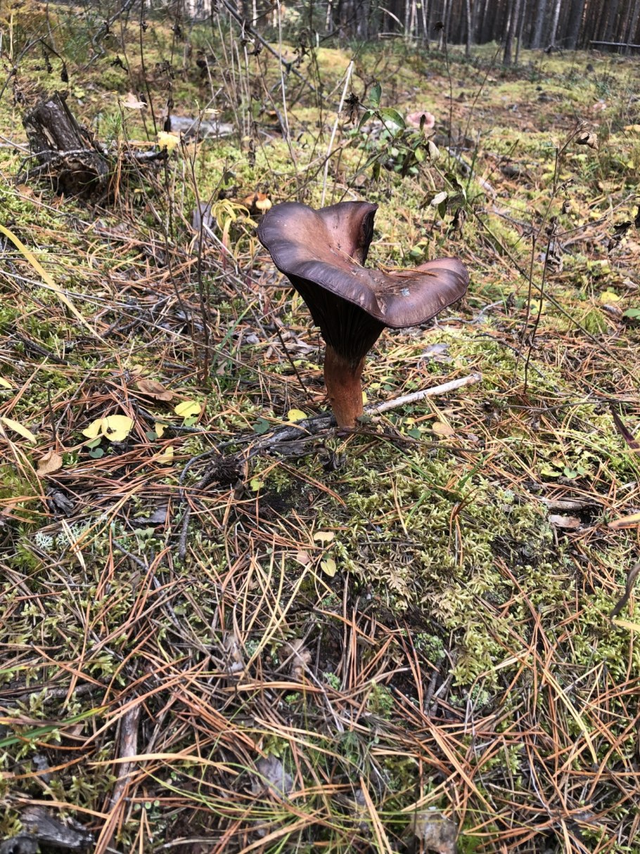 Мокруха еловая гриб