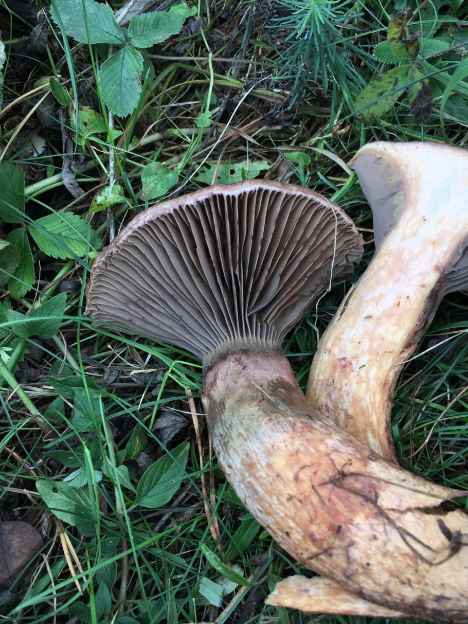 Гриб мокруха желтоногая