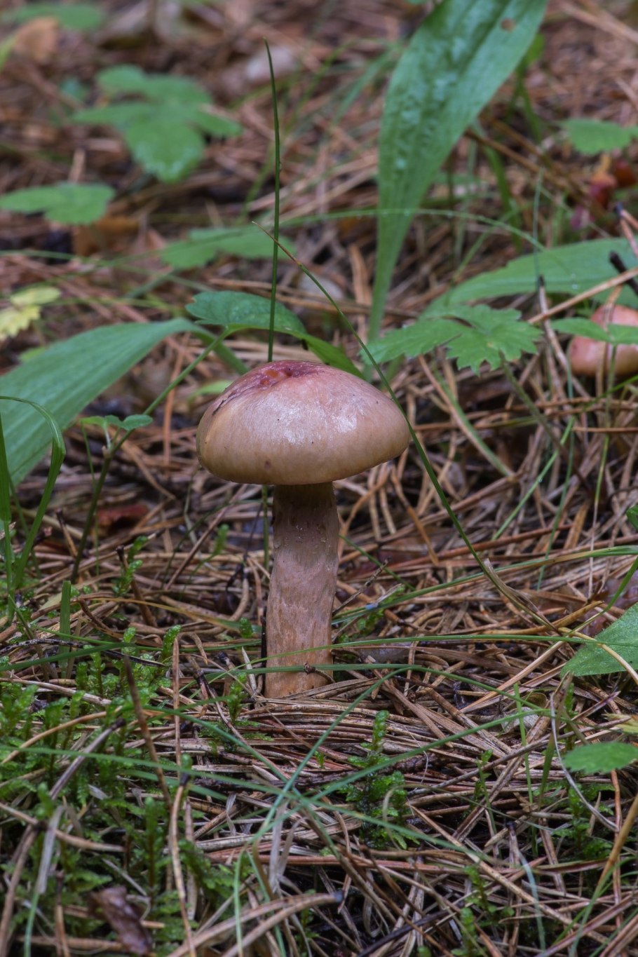 Мокруха пурпуровая (Chroogomphus rutilus)