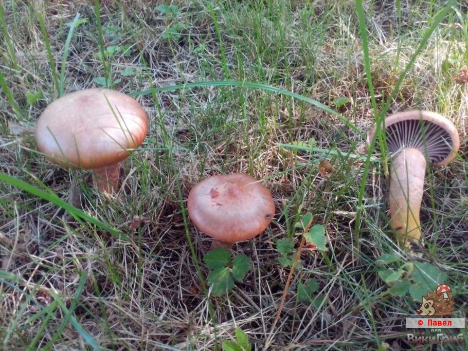 Мокруха пурпурная гриб