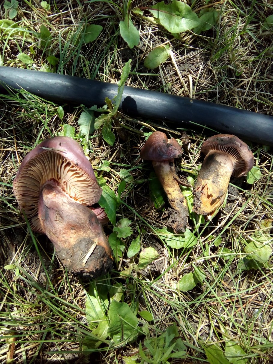 Мокруха пурпуровая (Chroogomphus rutilus)