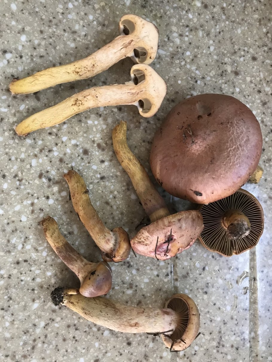 Мокруха пурпуровая (Chroogomphus rutilus)