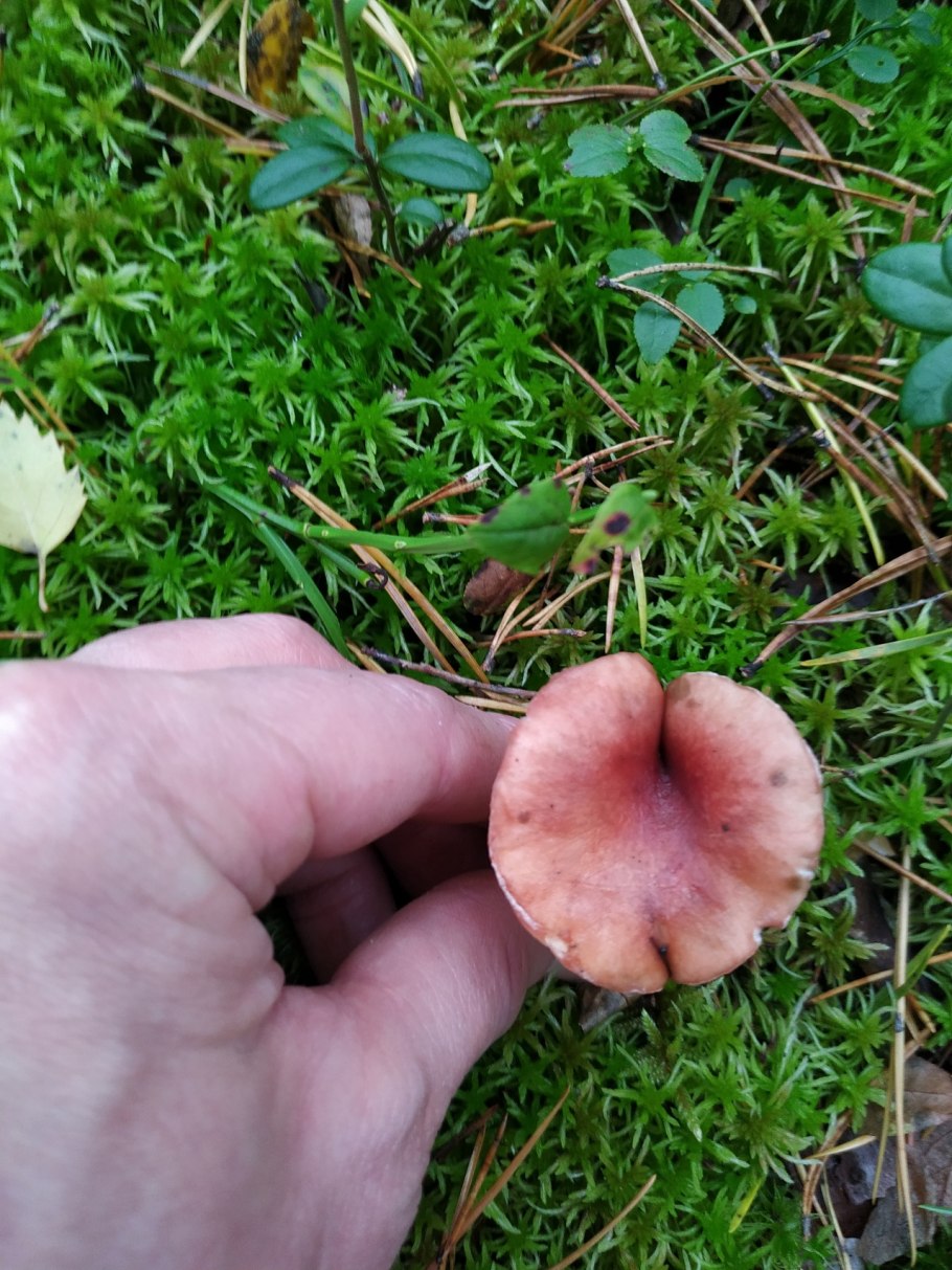 Грибы Тюменской области фото