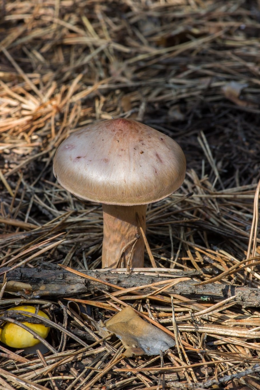 Гриб мокруха Сосновая