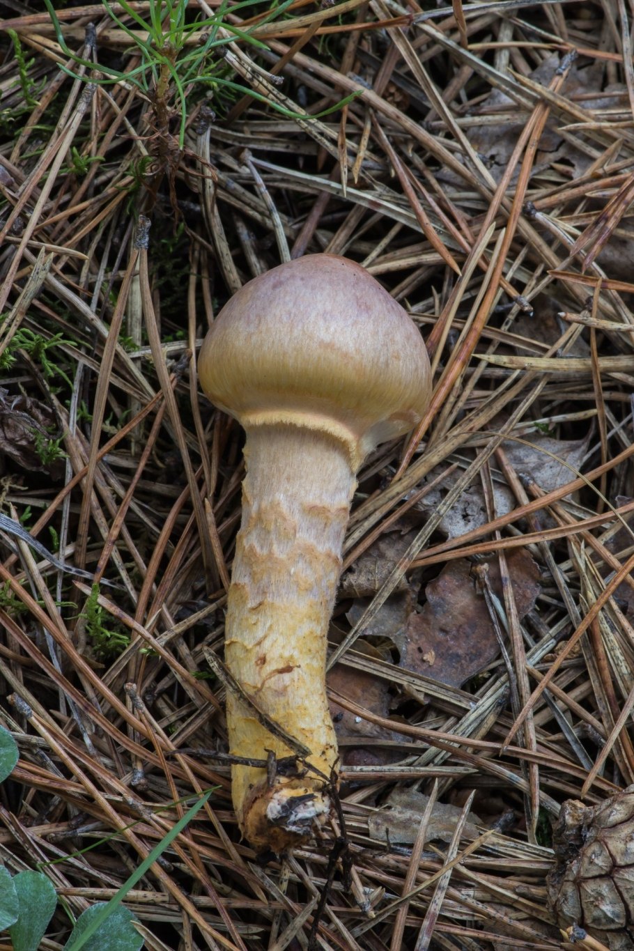 Гриб мокруха Сосновая