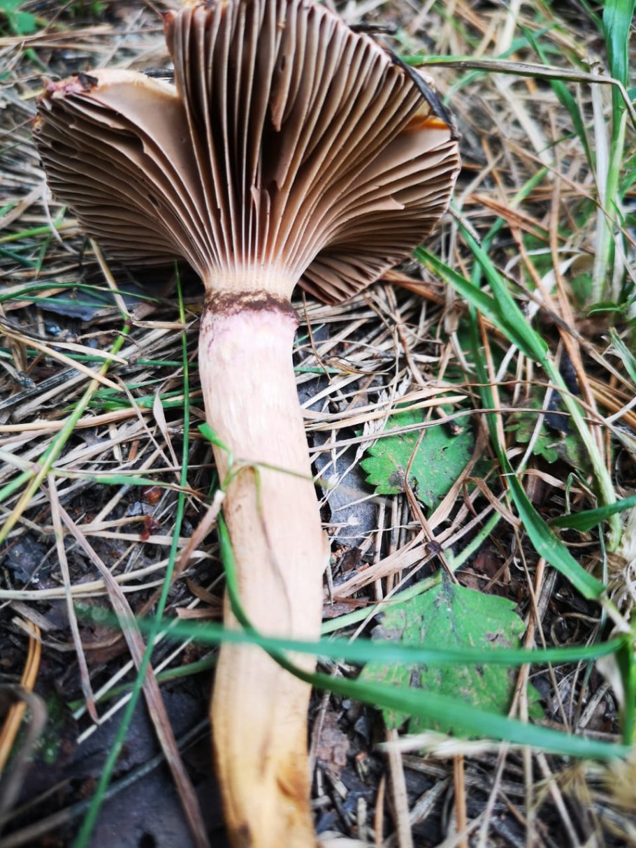 Мокруха Еловая гриб