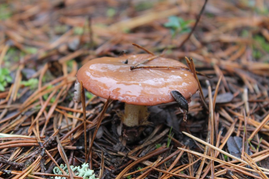 Сахалинские маслята