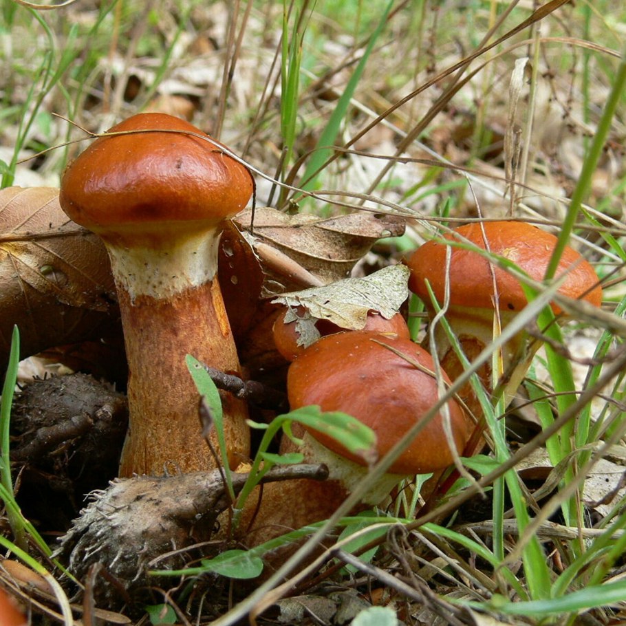 Маслёнок рубиновый (Suillus rubinus)