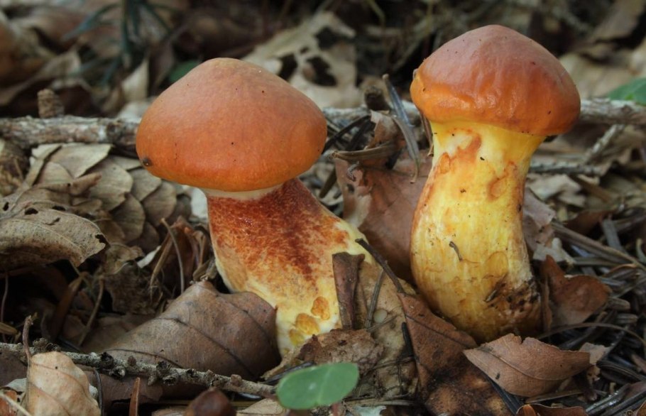 Гриб Suillus luteus
