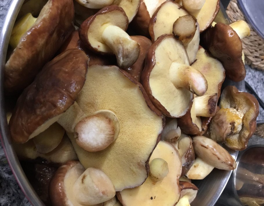 Лиственничный масленок гриб