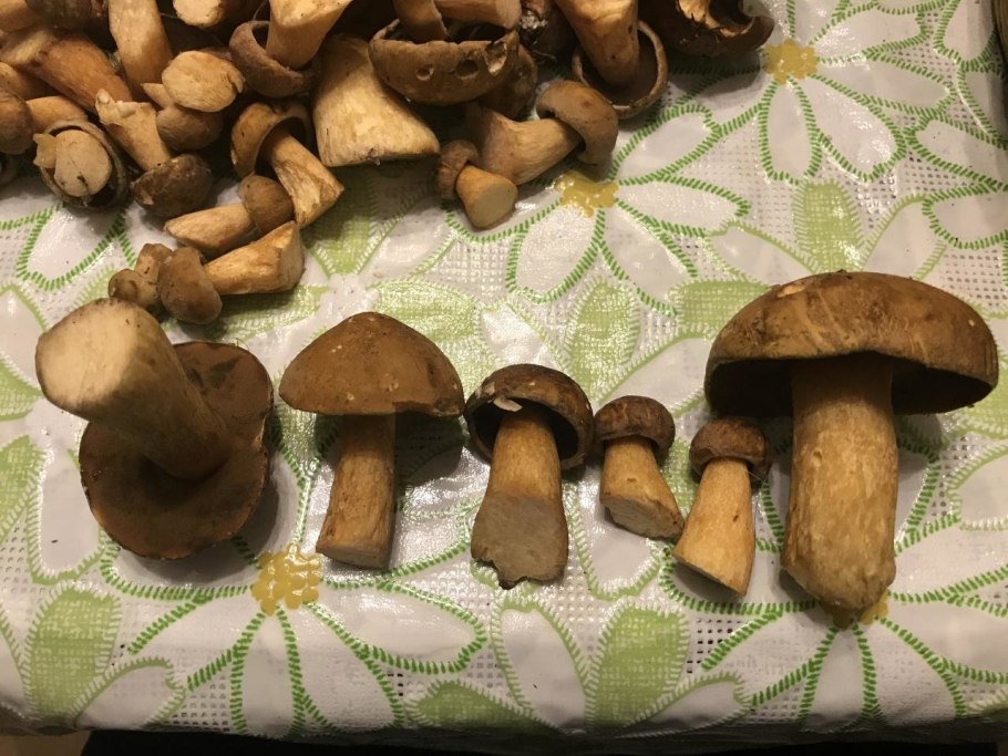 Желто бурый масленок галлюциногенный он