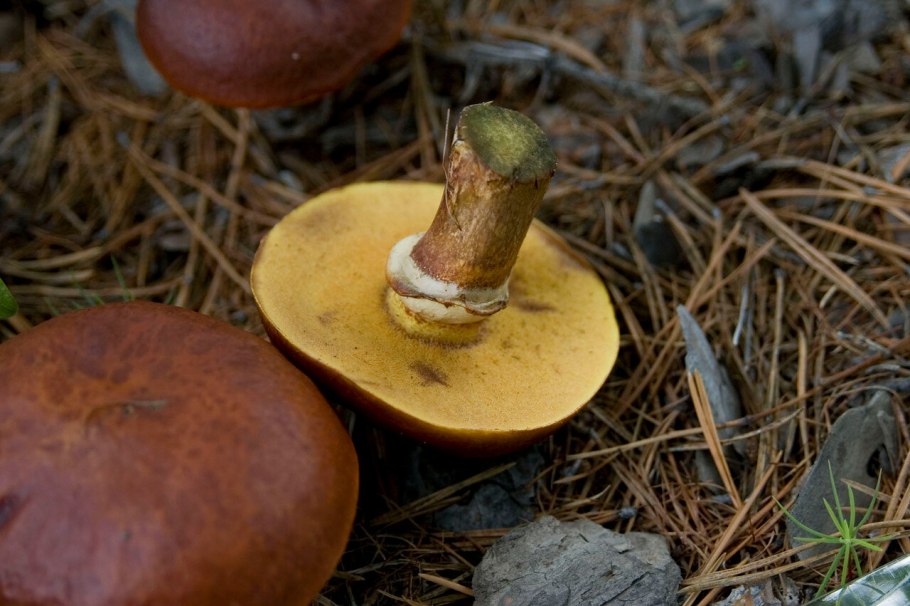 Масленок Suillus luteus