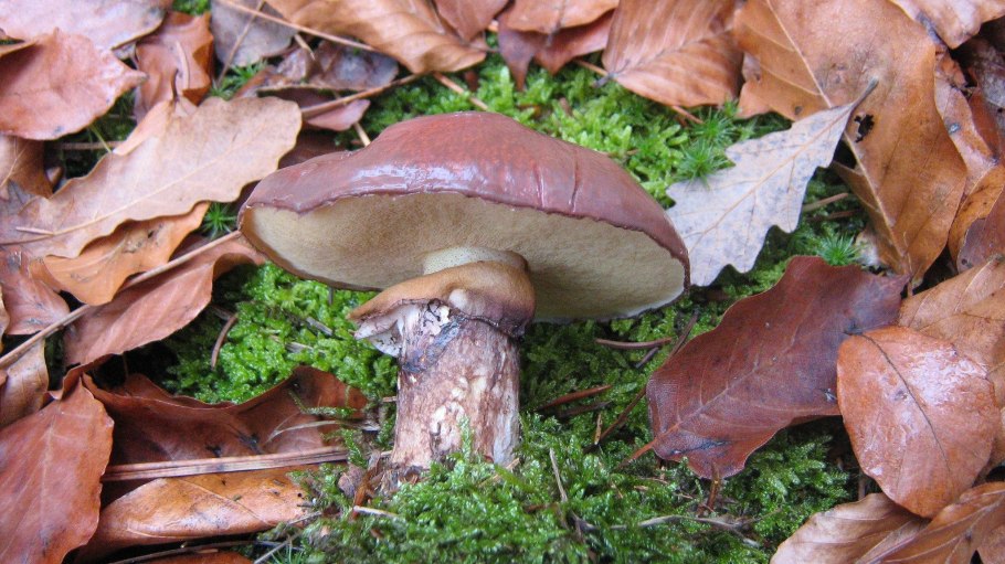 Лиственничный серый) Suillus aeruginascens