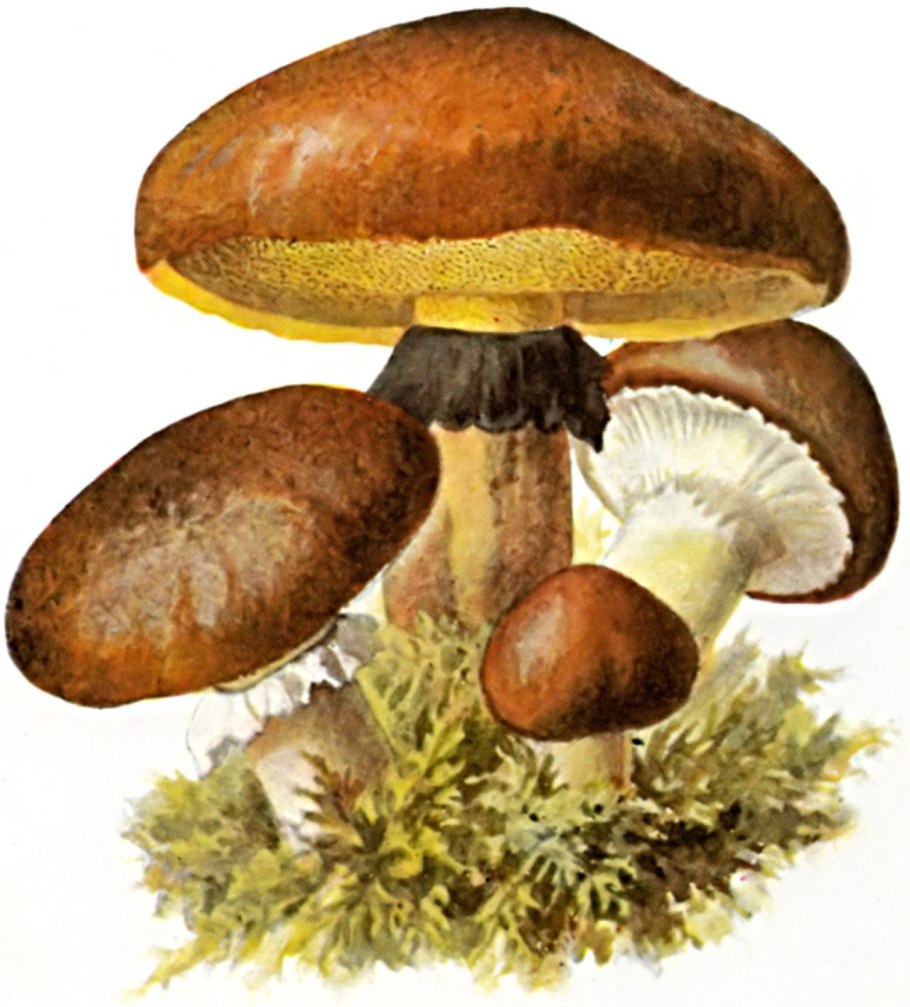 Лиственничные маслята синеют