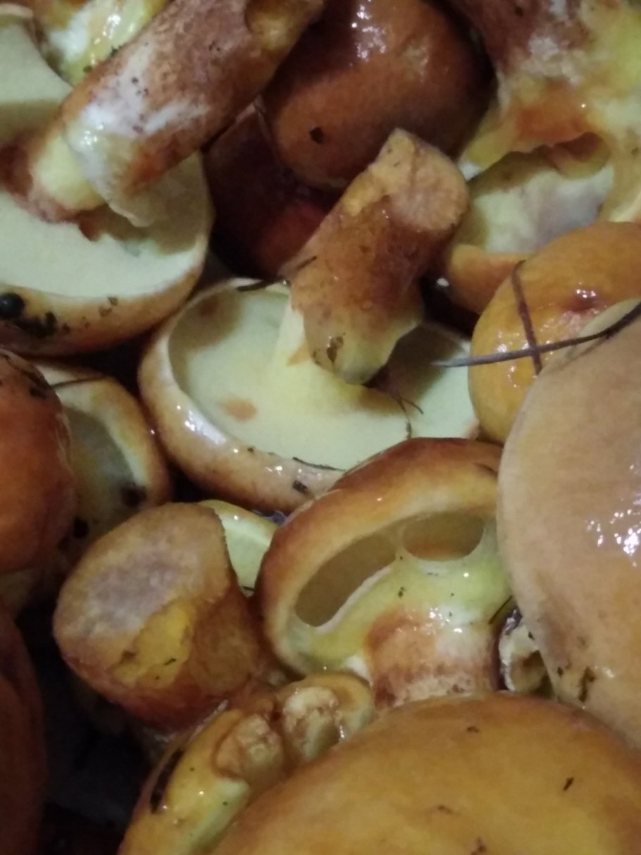 Масленок Suillus luteus