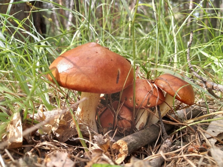 Chalciporus piperatus