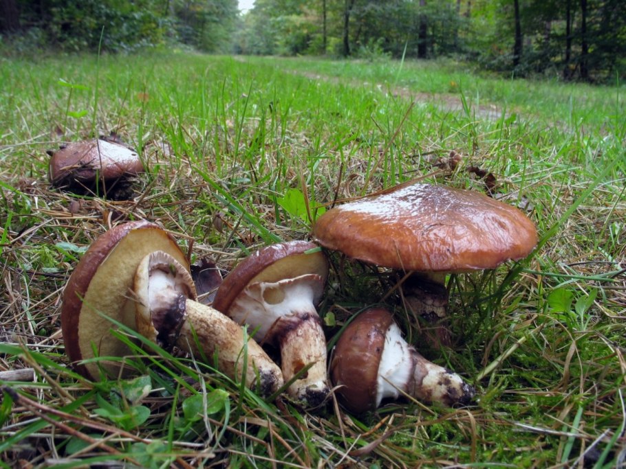 Гриб suillus luteus