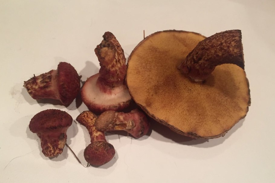 Моховик перечный гриб