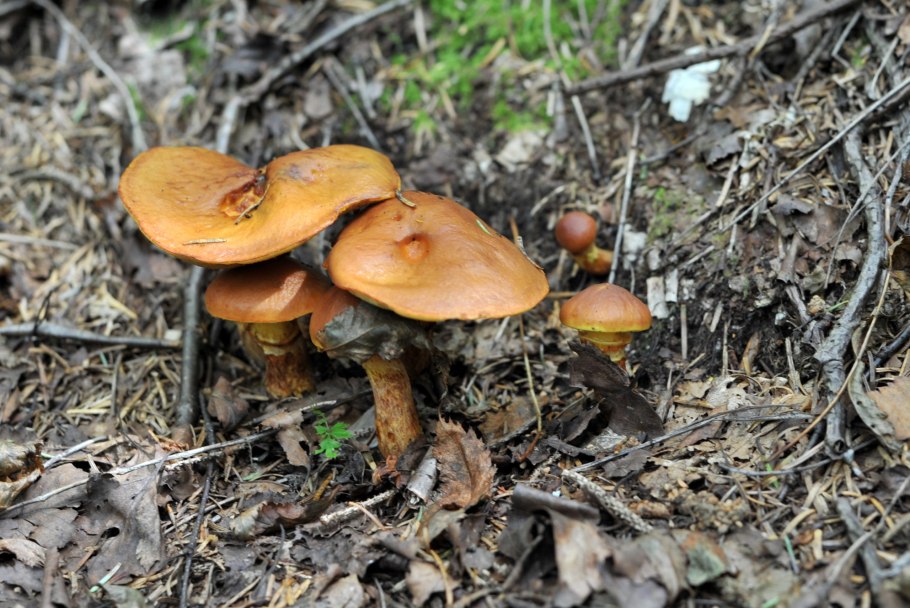 Масленок настоящий гриб