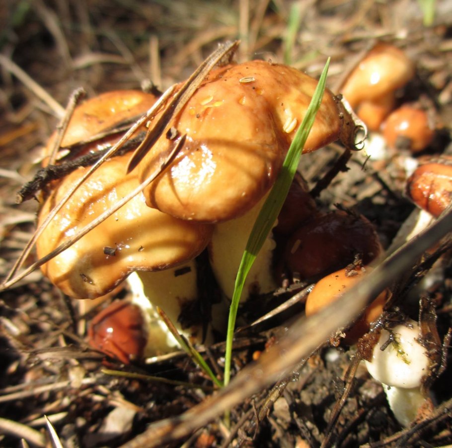 Маслята луговые