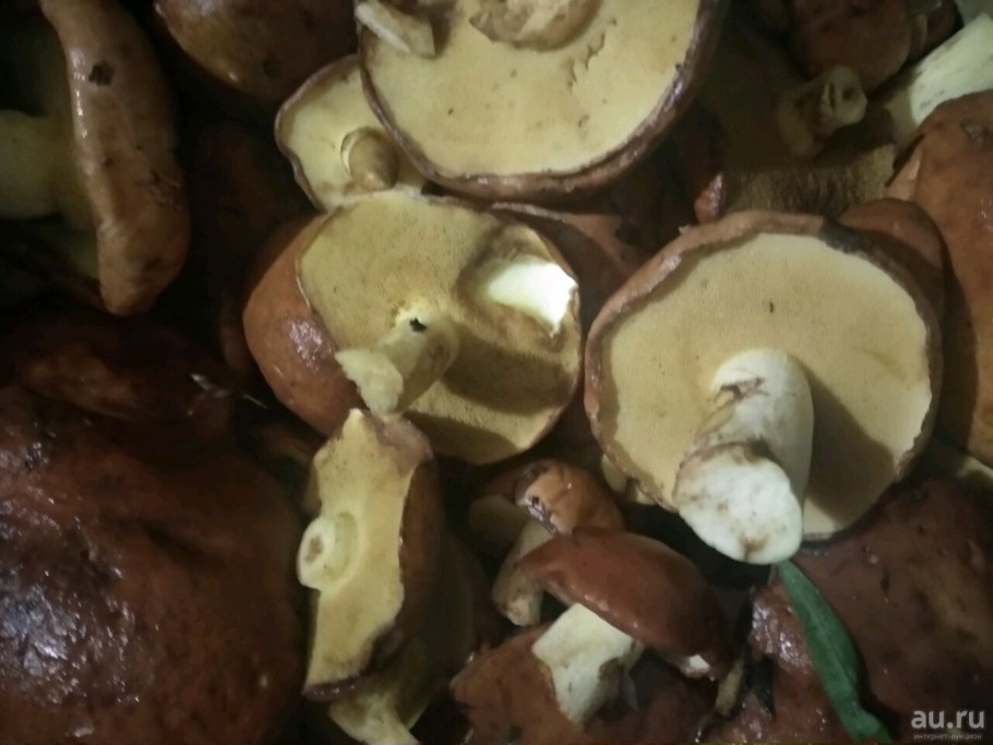 Грибы маслята