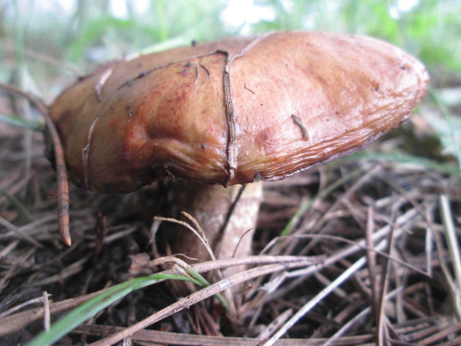 Съедобные грибы маслята