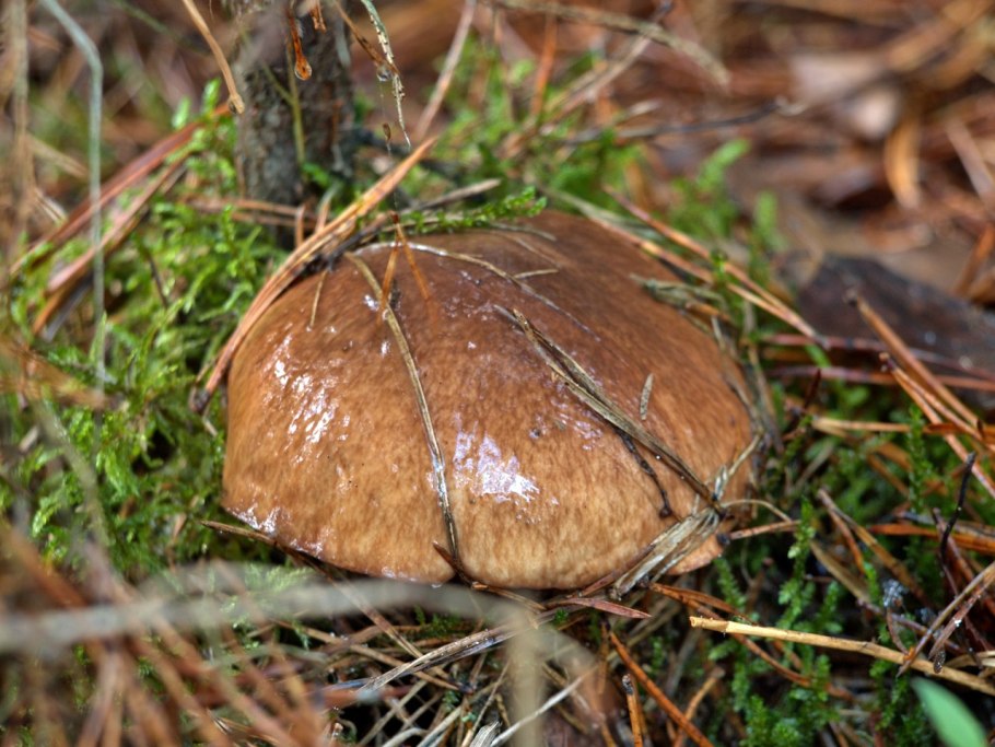 Маслёнок гриб маслята