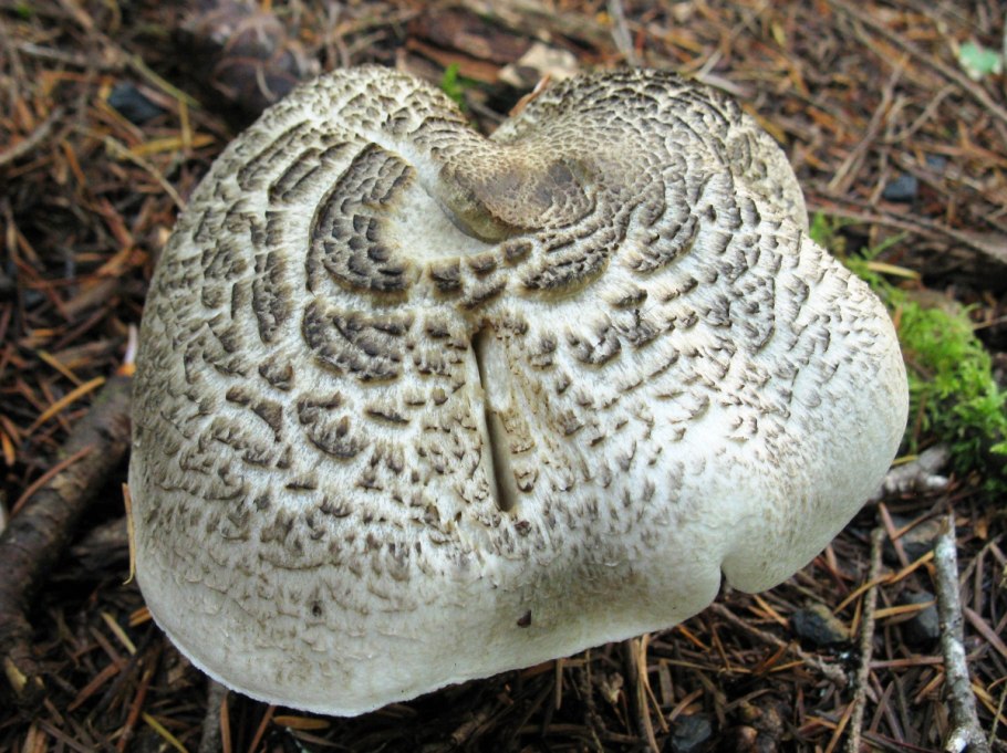 Tricholoma argyraceum