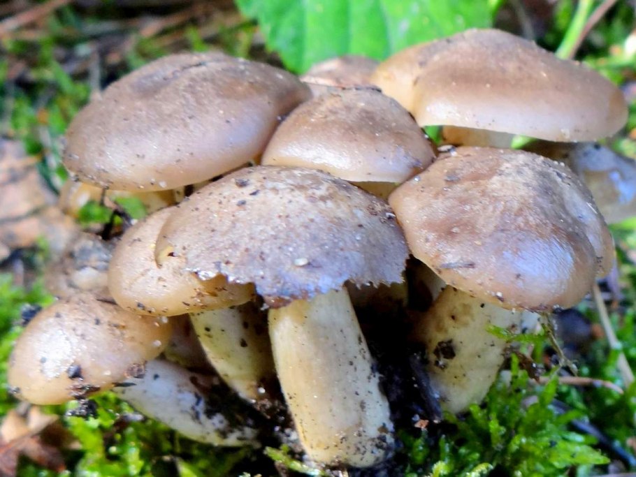 Рядовка скученная Lyophyllum decastes