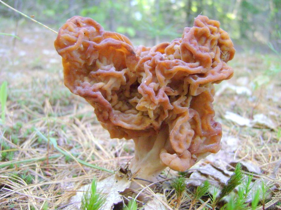 Строчок и сморчок обыкновенный