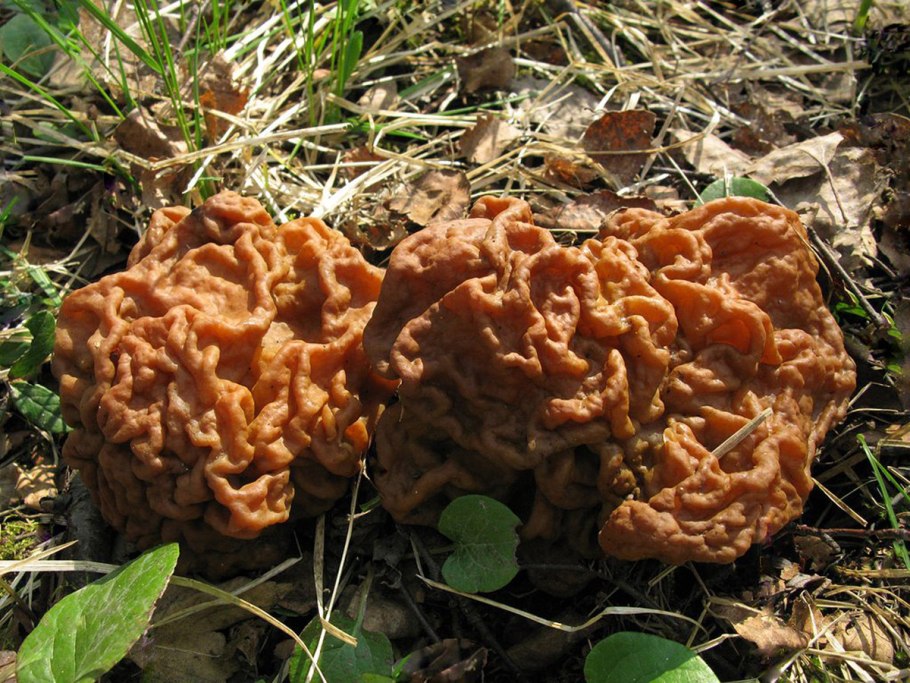 Род строчок Gyromitra