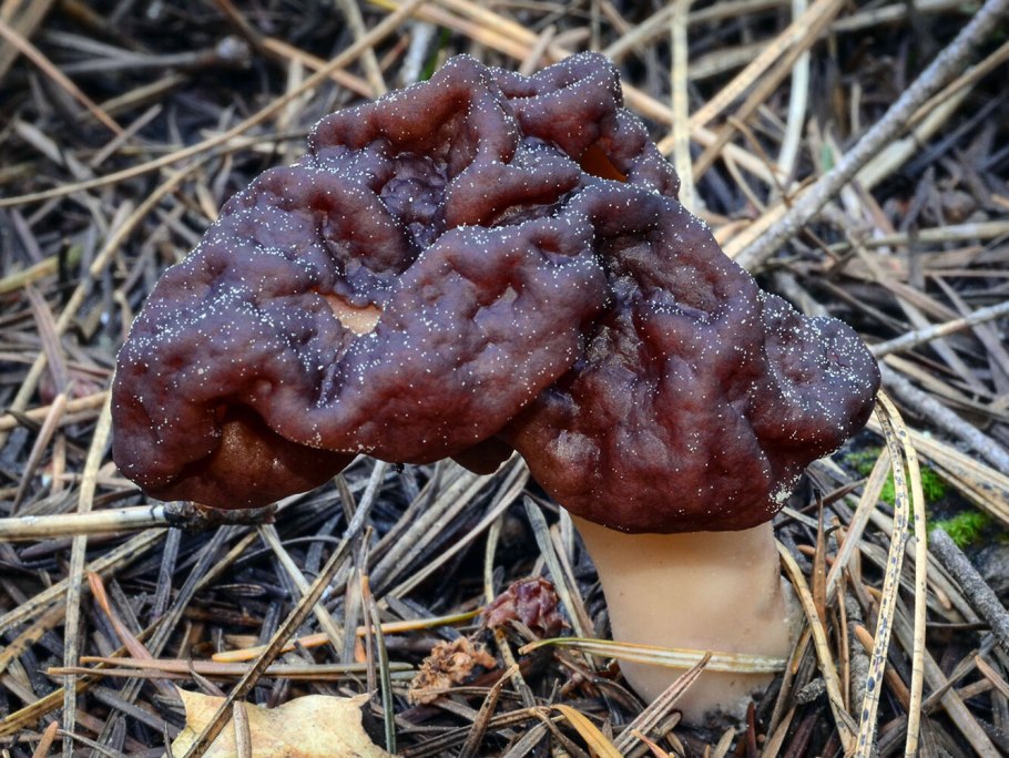 Gyromitra esculenta