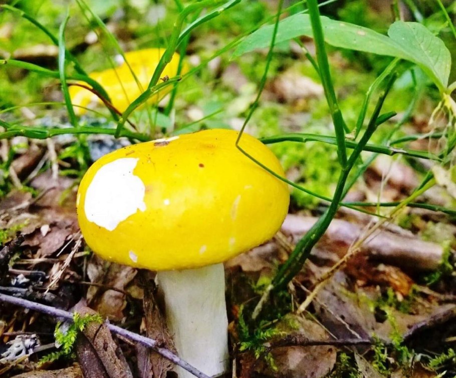 Сыроежка светло-жёлтая