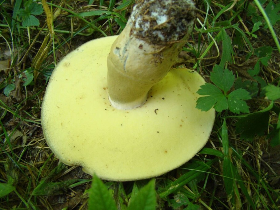 Гриб губчатый желтый низ