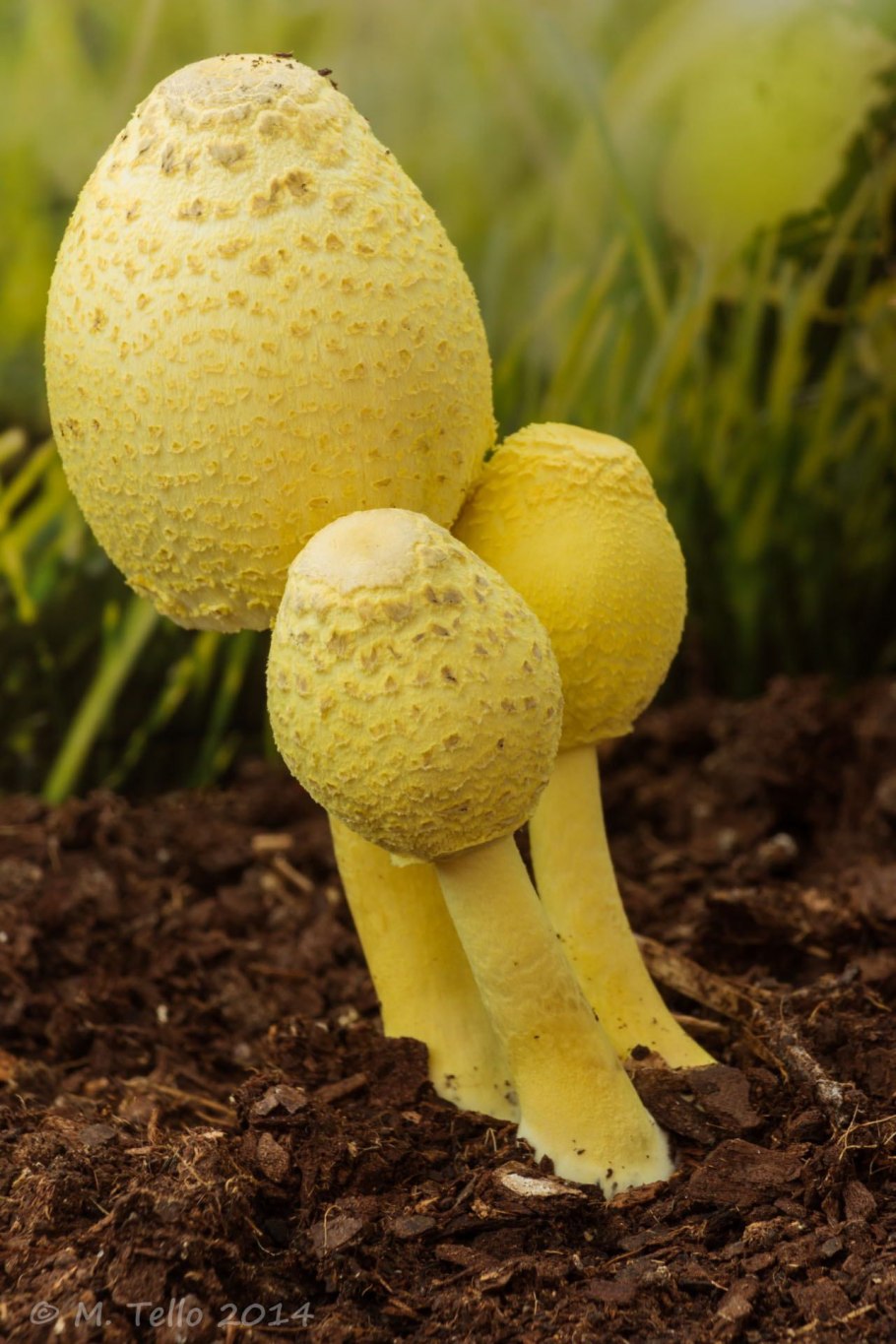 Маленькие желтые грибы