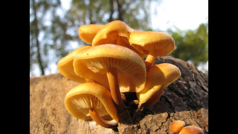 Опята ярко желтые