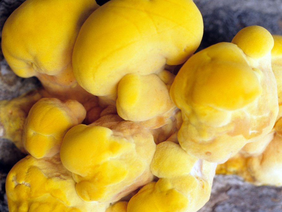 Желтый гриб Фунгус