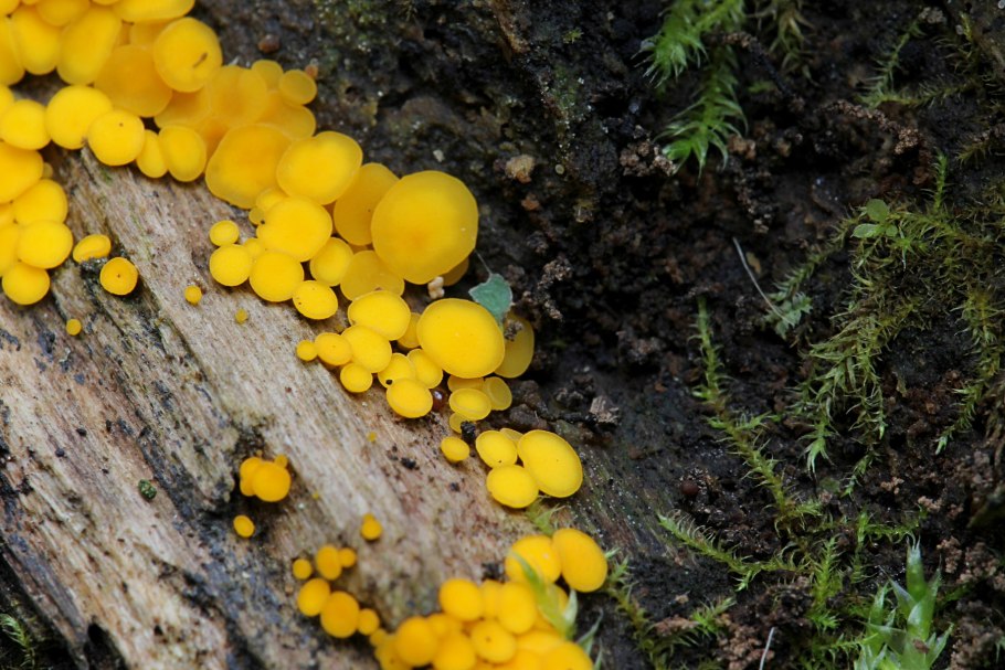 Калицелла лимонно жёлтая