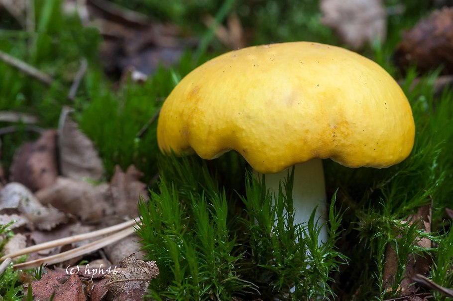 Грибы сыроежки желтые