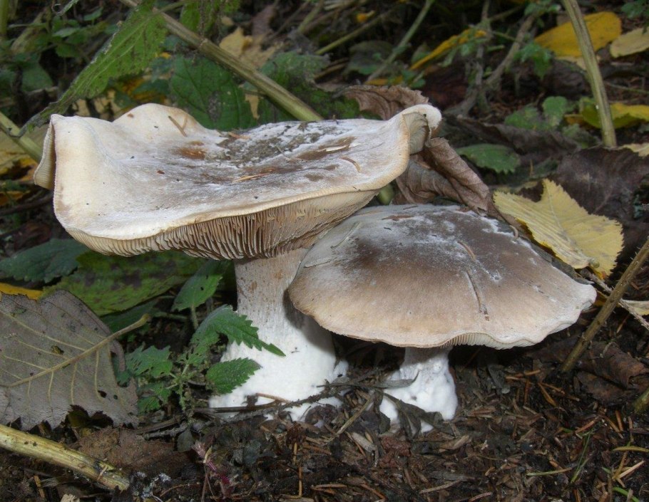 Рядовка (говорушка) дымчатая (серая)