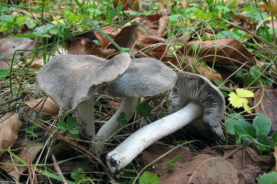 Рядовка землистая Tricholoma terreum