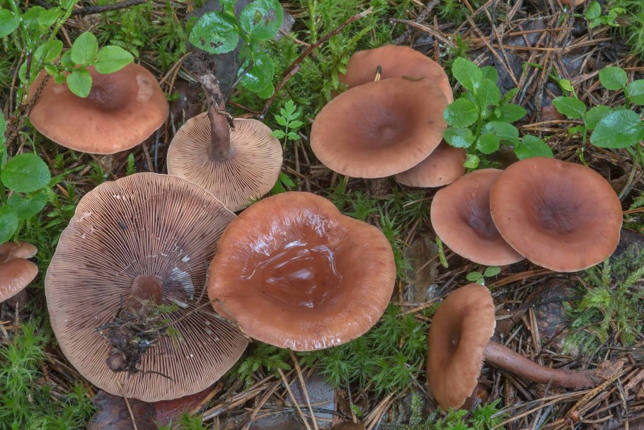 Груздь камфорный млечник